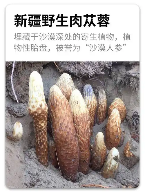 野生新疆肉苁蓉500g