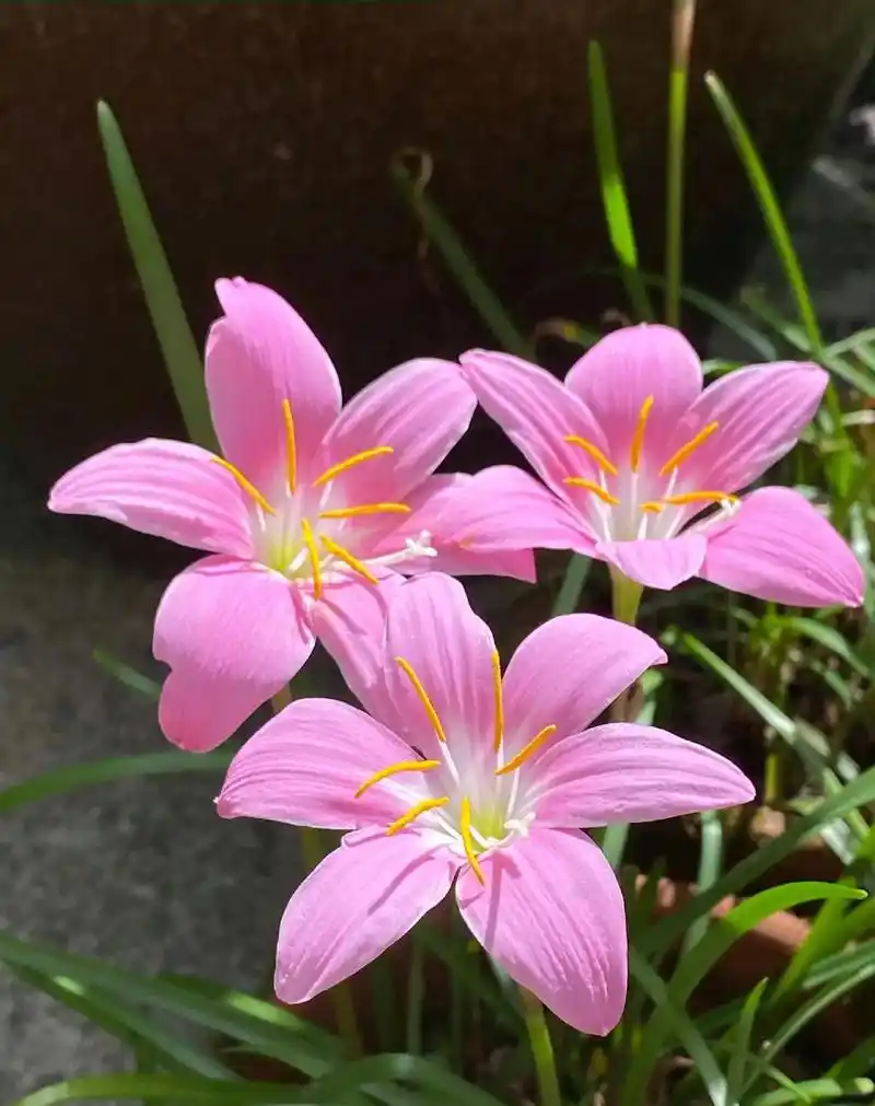 一场风雨一场兰---风雨兰.因为它常常在春夏之际大雨过后盛开 - 抖音