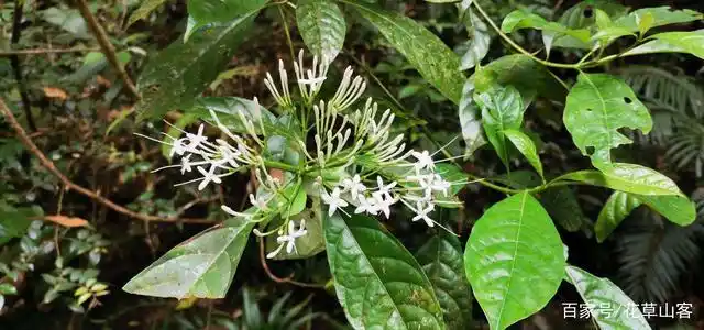 大沙叶叶片散生多数点状菌瘤,所以也叫大叶满天星