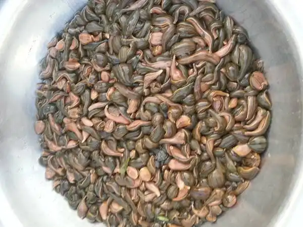 怎样养水蛭?水蛭养殖关键技术要点