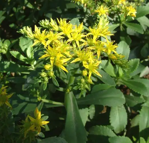 自家花盆养的三七叶子能吃吗(盆栽三七的叶子能吃吗)