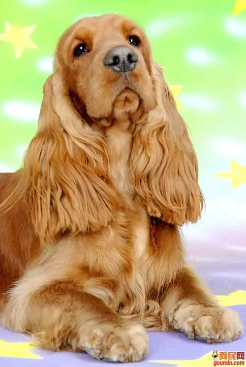 "#" data-lemmaid="2020548">英国可卡犬 /a>(英文名 :english cocker