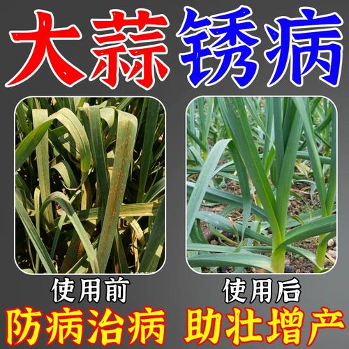 大葱锈病专用药干尖病锈病黄叶病小葱大蒜黄叶韭葱姜蒜韭菜杀菌剂