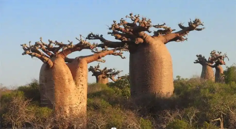 非洲"瓶子树"最高可以两吨储水量,一家人饮用半年不成问题