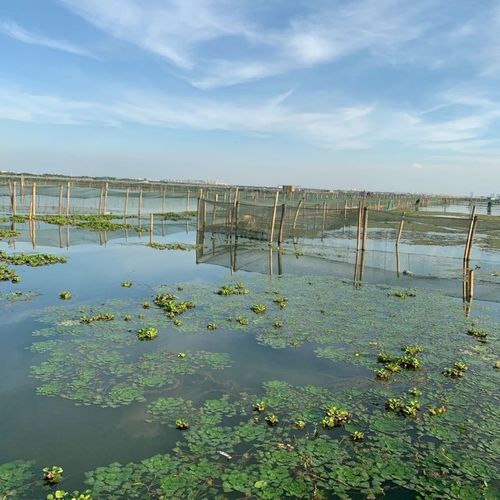 恋蟹大闸蟹鲜活现货10只螃蟹超新鲜海鲜水产红膏蟹清水湖蟹河蟹