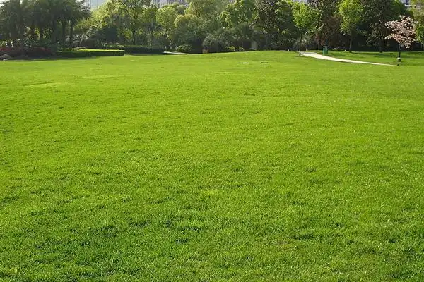 秭归优质绿化草皮种子多少钱