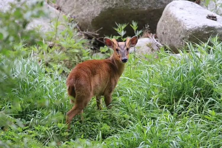 四川唐家河保护区小麂