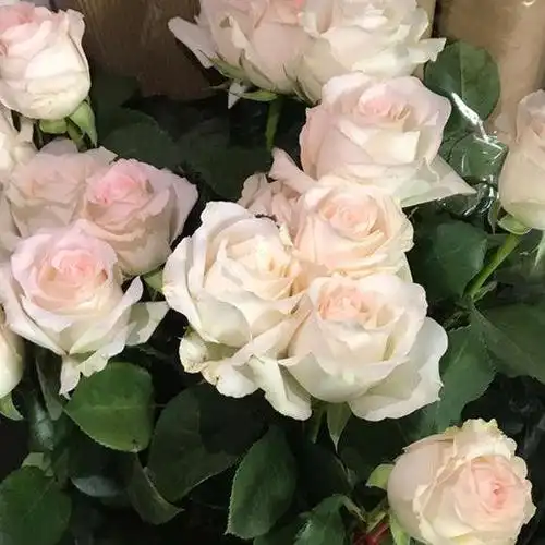 多头香槟/大花系列花阳台盆栽绿植物切花玫瑰蔷薇易存活