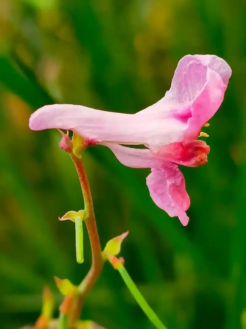 紫堇摘要婴栗科紫堇属一年生草本植物高50厘米