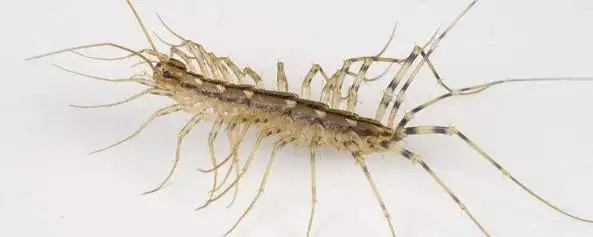 很多条腿的虫子叫什么