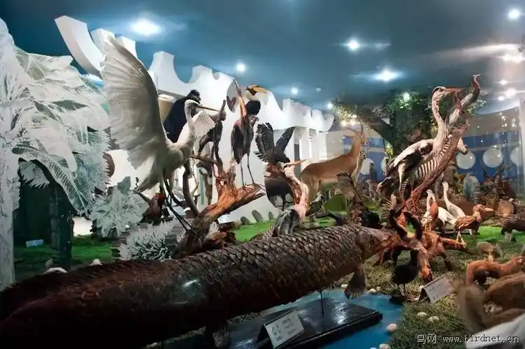 里面展出郑州附近的自然风光和动植物,非常美.