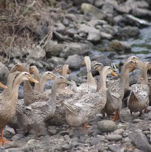 小种麻鸭苗 品质保证 包打疫苗
