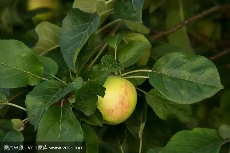 一个苹果依偎在苹果树的绿叶中.