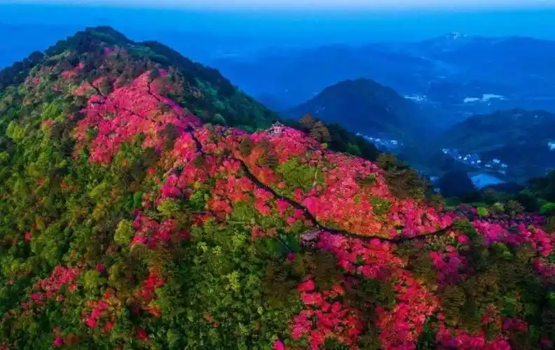 麻城龟峰山的杜鹃盛景,敬请期待!_景区_花海_树龄