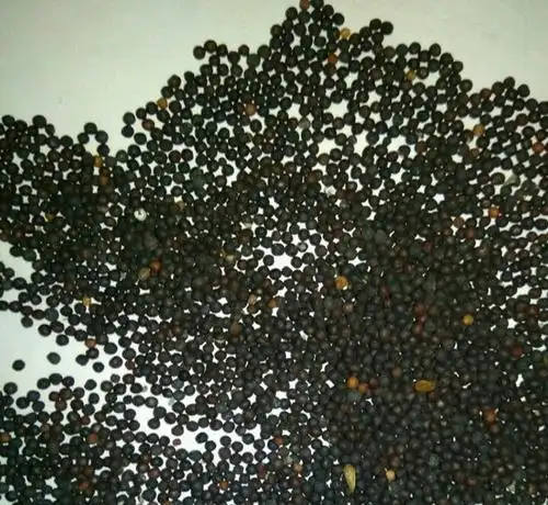 满天星种子价格