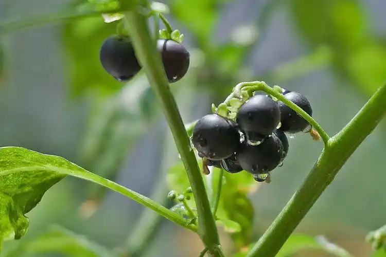 龙葵草 中药材龙葵