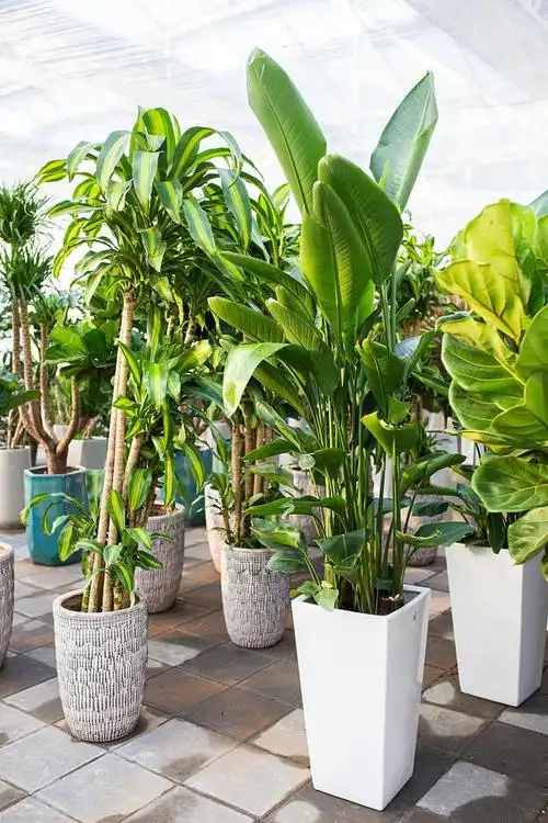 绿色代表着生机和希望,给人一种"青春活力"的感觉.