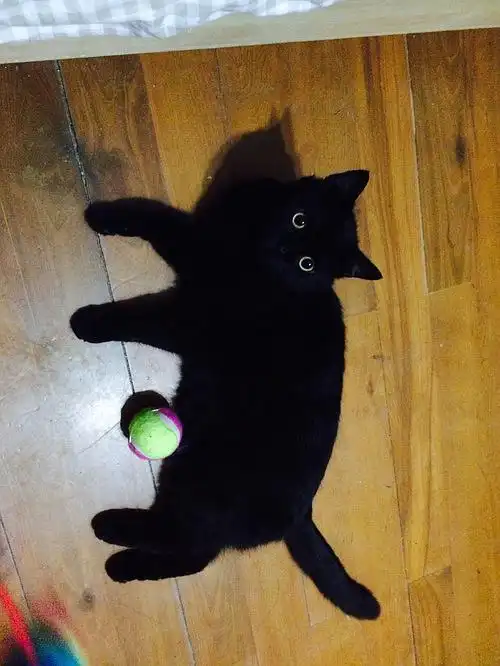 武士家的猫之黑炭