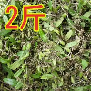 2斤新鲜野生石 span class=h>橄榄 /span>果上叶石上莲石仙桃石豆兰