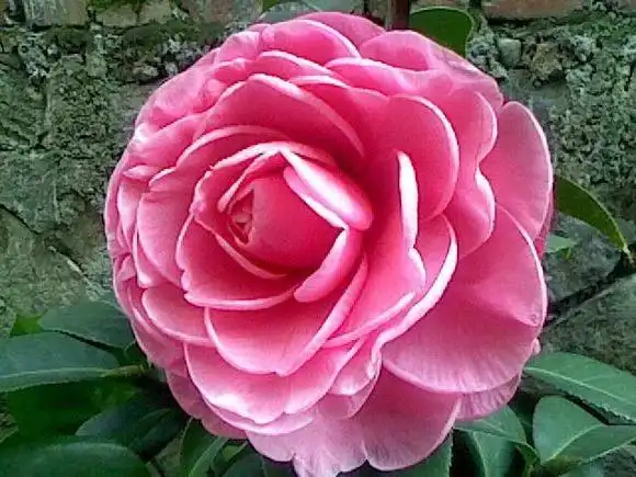 每日一花色泽柔和的宝贝夫人茶花漂亮