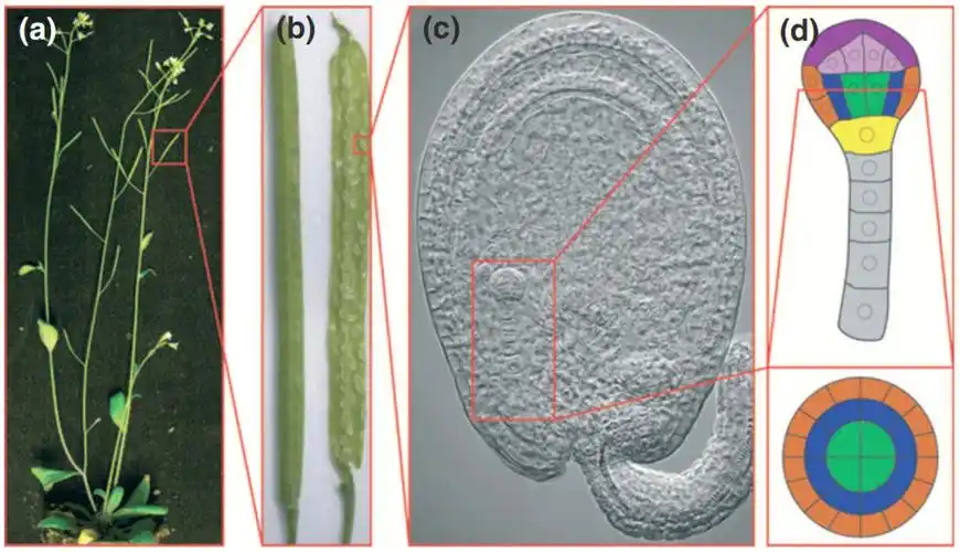双子叶植物拟南芥胚胎形成过程