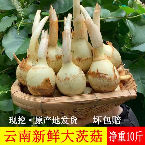 云南白茨菇新鲜野生现挖白慈姑农家当季新鲜白马蹄大茨菇茨菰蔬菜