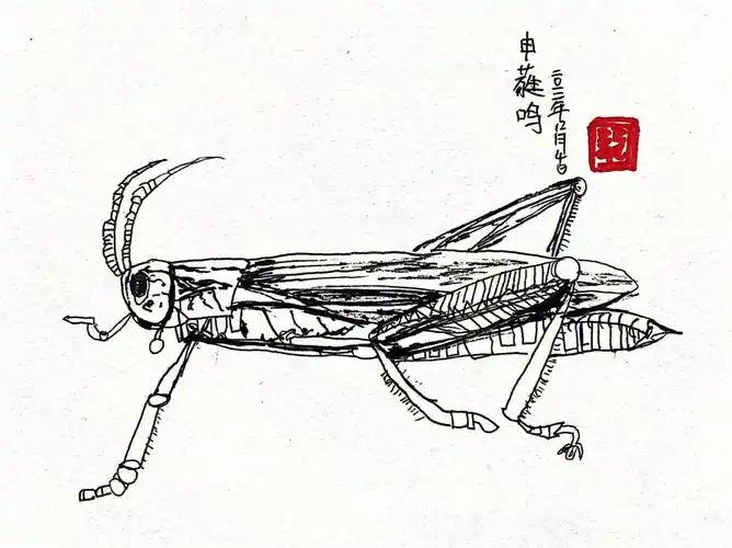 线描写生蝗虫05
