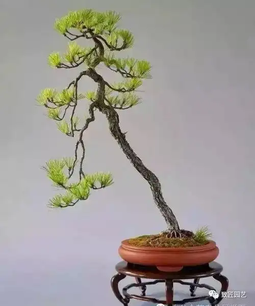 大师级文人树盆景艺术欣赏