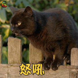 萌宠猫怒吼生气猫咪soogifsoogif出品gif动图_动态图_表情包下载_soo