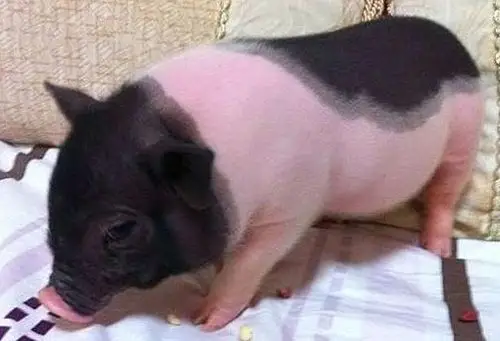 男子与宠物猪同吃同住一年,宠猪成"女朋友",不再是一个人