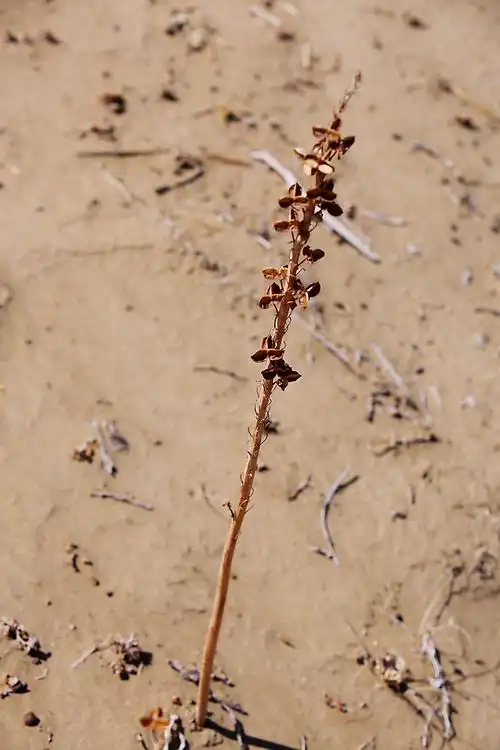 这是一种非常珍贵的沙漠植物(沙参)