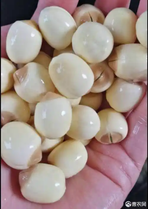 [白莲子批发] 新鲜莲子带莲蓬带壳莲子去壳去莲心真空包装价格22元/斤