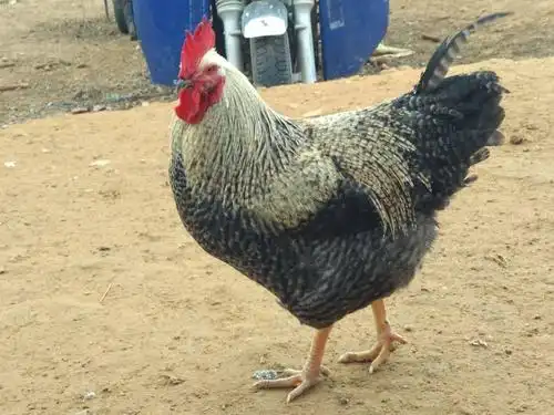 出售散养芦花鸡]已上新,机不可失,失不再来,各位老板快来砸单吧!