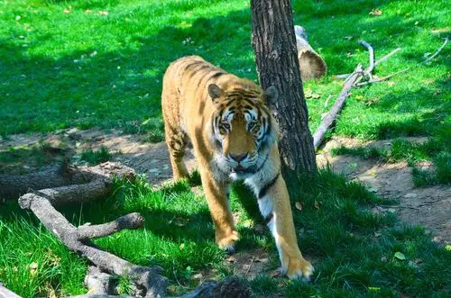 游北京野生动物园
