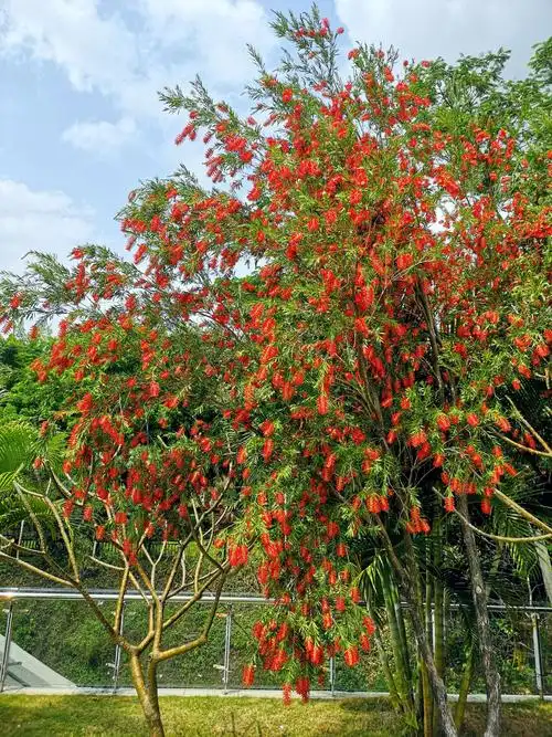 英姿飒爽 风韵独特--《红千层》 - 美篇