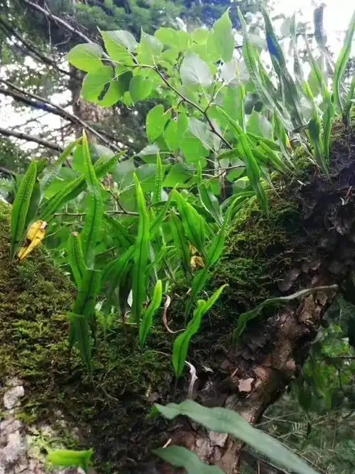 化石草的功效化石草购买