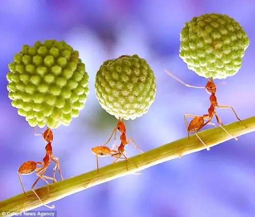 蚂蚁是怎样搬食物的