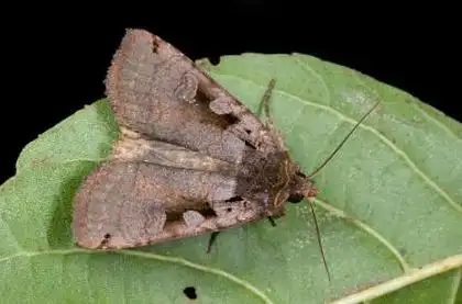 夜蛾喷什么农药