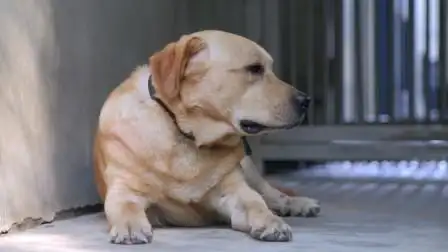 警犬樱桃绝食,众人不知所措,杜队一来便查出原因
