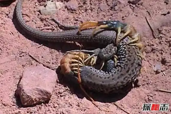 绿巨螳螂vs巨人蜈蚣,巨型昆虫的对决,到底谁赢谁厉害