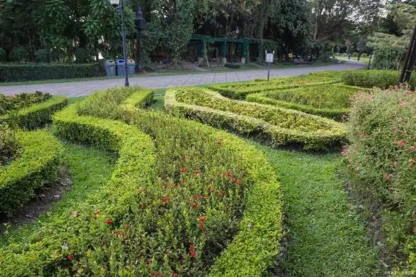 园林绿化离不开科学合理的养护管理,绿化植物的生长状态和效果与养护