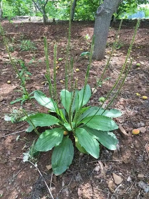 小兴安岭的山野菜――四叶菜车轱辘菜山茄子