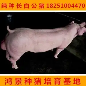 原纯杜洛克种公猪长白公猪种大约克种猪太湖苏太母猪仔苗包邮活体