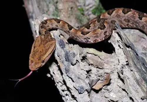 脖子细身材苗条,原矛头蝮是真正的美女蛇