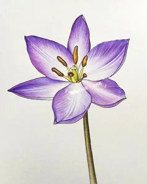 简单彩铅画简单彩铅画入门