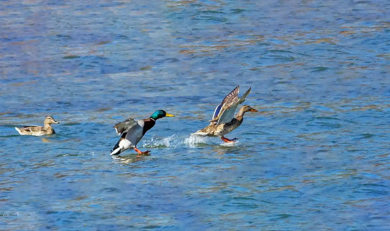 自然生态摄影武烈河野鸭子戏水 - 影子之美 - 抖音