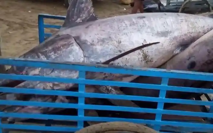 印度村民捉到了两条1200斤的青枪鱼直接在泥地里分解