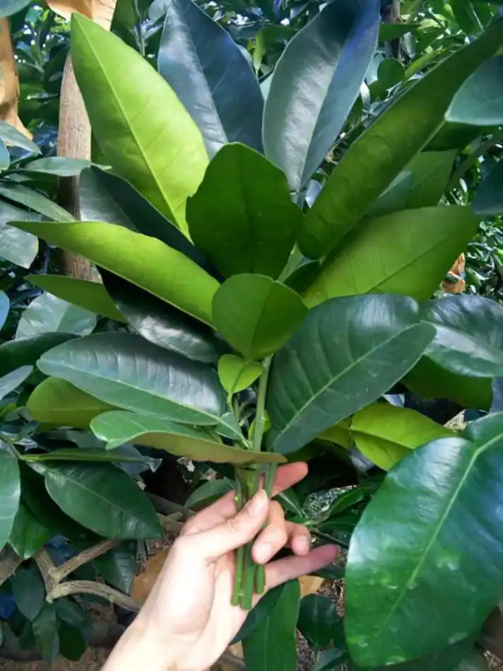 山东大学齐鲁医院02营养科  柚子叶洗澡功效与作用 包括:具有美容