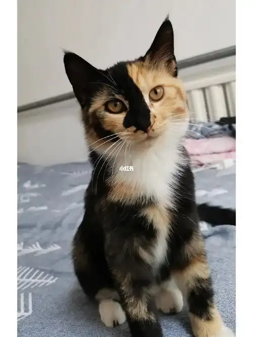 长毛三花玳瑁想找领养