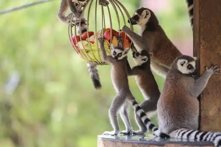 关于环尾狐猴的小秘密你知道吗